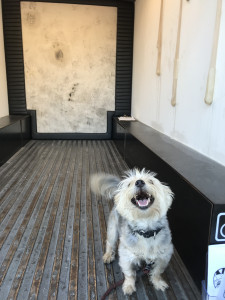 dog in Gas