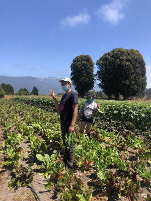 person in field waving