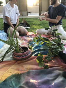 potted succulents plants on blanket