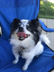 dog in chair