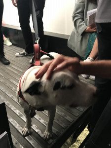dog visiting Gas